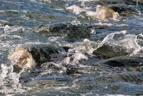 Eating frenzy Eating frenzy