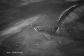 Before the rise Before the rise