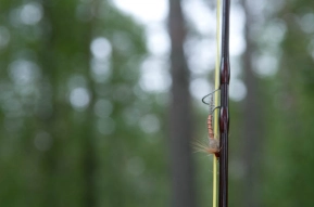 Klympen out of its realm Klympen out of its realm