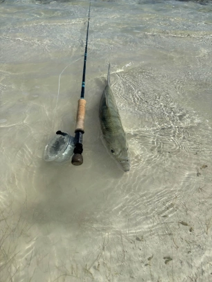 Bonefish taken in shallow water Bonefish taken in shallow water
