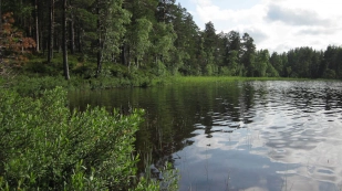 Dense bank vegetation Dense bank vegetation