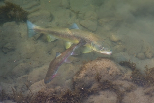 Marble trout monster hunting rainbow trout Marble trout monster hunting rainbow trout