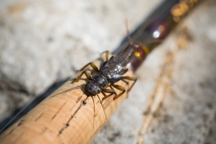 Stonefly Stonefly
