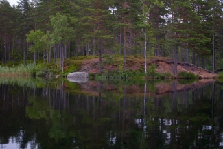 Lush forest Lush forest