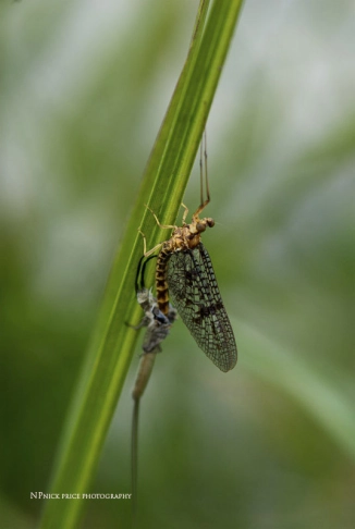 Becoming a spinner Becoming a spinner