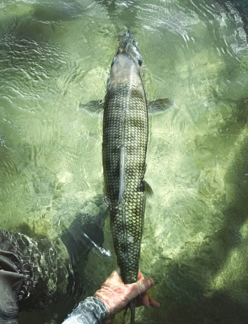 Releasing a good bonefish Releasing a good bonefish