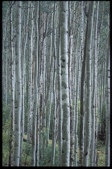 Aspen Aspen