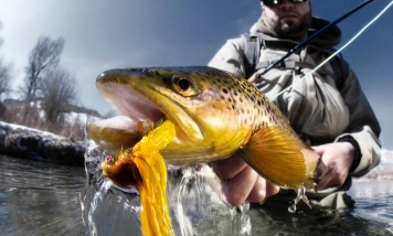 Bright trout Bright trout