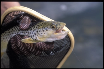 Fish love it Fish love it