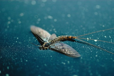 A spent mayfly A spent mayfly