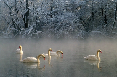 Winter swans Winter swans