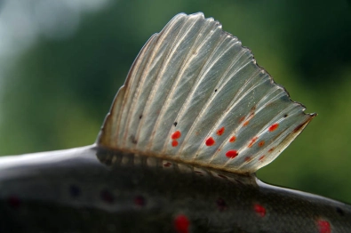 Translucent Translucent