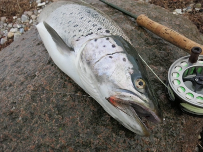 Sea trout on the Mika Fly Sea trout on the Mika Fly