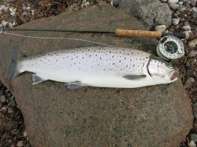 Healthy spring sea trout Healthy spring sea trout
