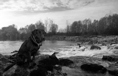 Fishing dog Fishing dog