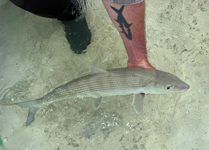 A nice Bahamas bone A nice Bahamas bone