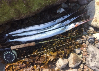 Garfish on the Mika Fly Garfish on the Mika Fly