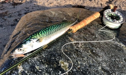 Mackrel on the Mika Fly Mackrel on the Mika Fly