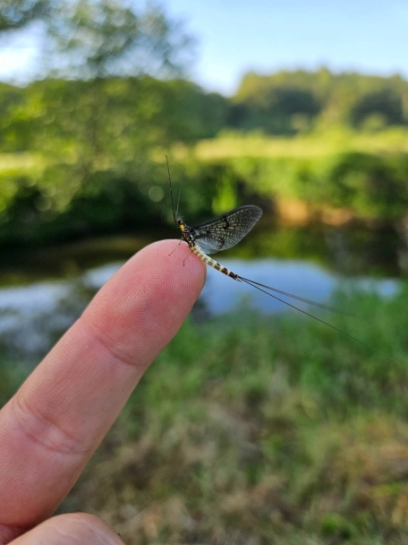 Chalkstream mayfly Chalkstream mayfly
