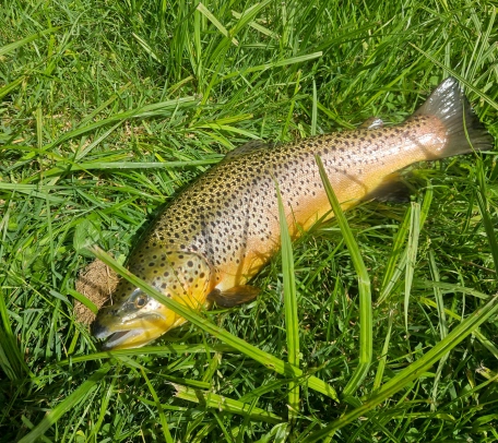 Brown trout Brown trout