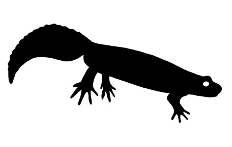 A newt profile A newt profile