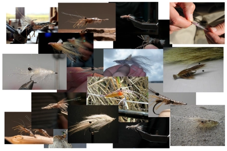 Shrimps galore Shrimps galore