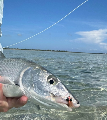This Bone took a Peterson's Spawning Shrimp Fly This Bone took a Peterson's Spawning Shrimp Fly