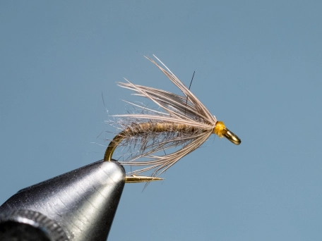 Waterhen Bloa Waterhen Bloa