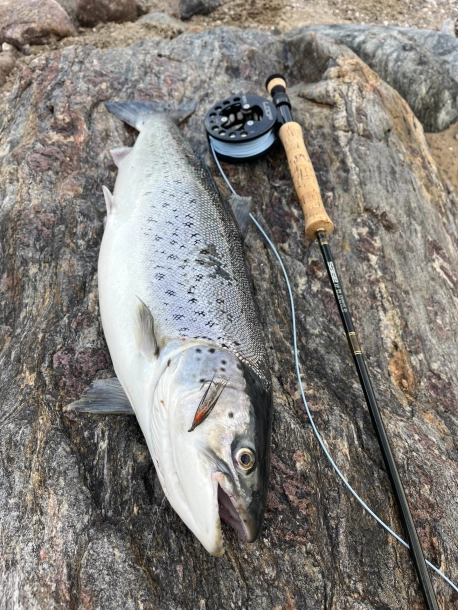 Good size Mika Fly sea trout Good size Mika Fly sea trout
