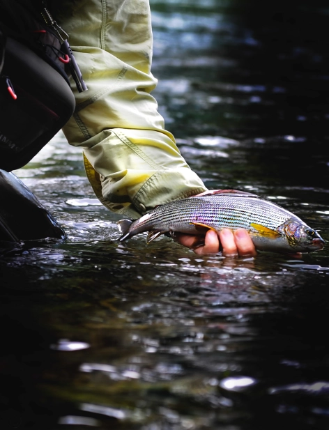 Releasing a grayling Releasing a grayling