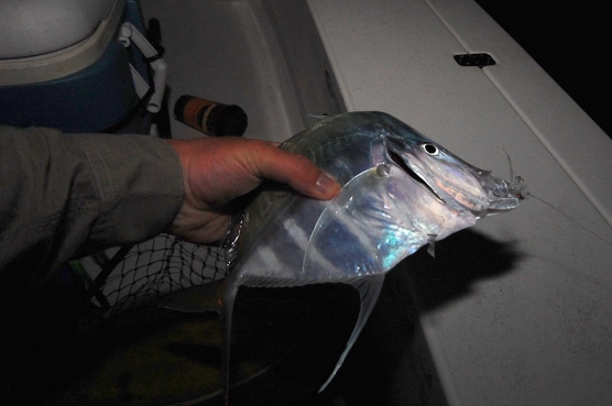 King of the moonfish - image King of the moonfish - image