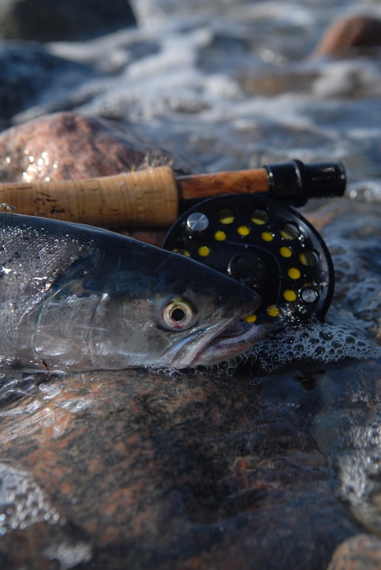 Rough on the gear Rough on the gear