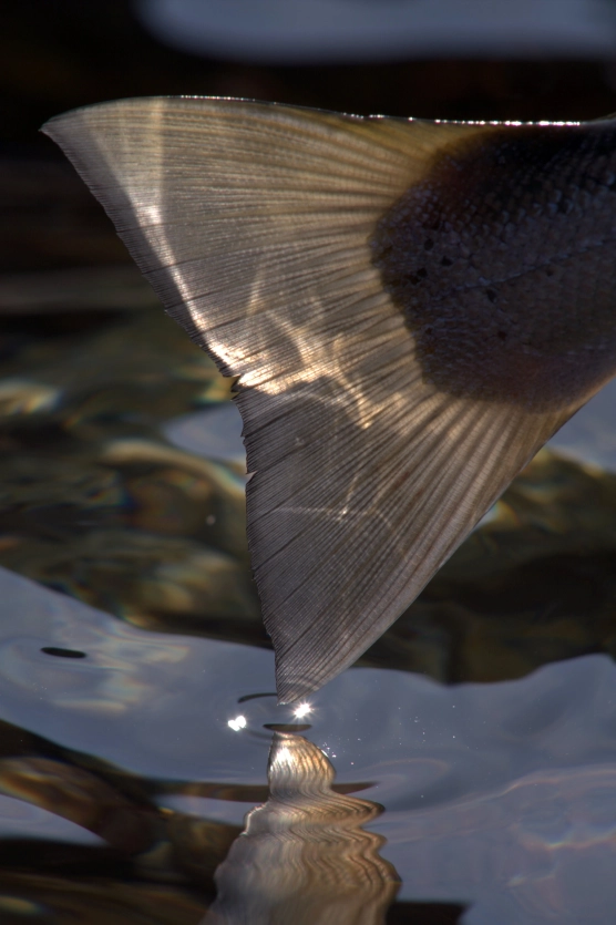 Light’s play Light’s play