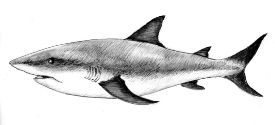 Bull shark Bull shark