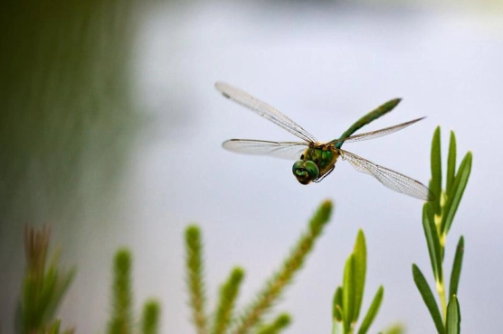 Dragonfly Dragonfly