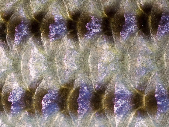 Striper scales Striper scales