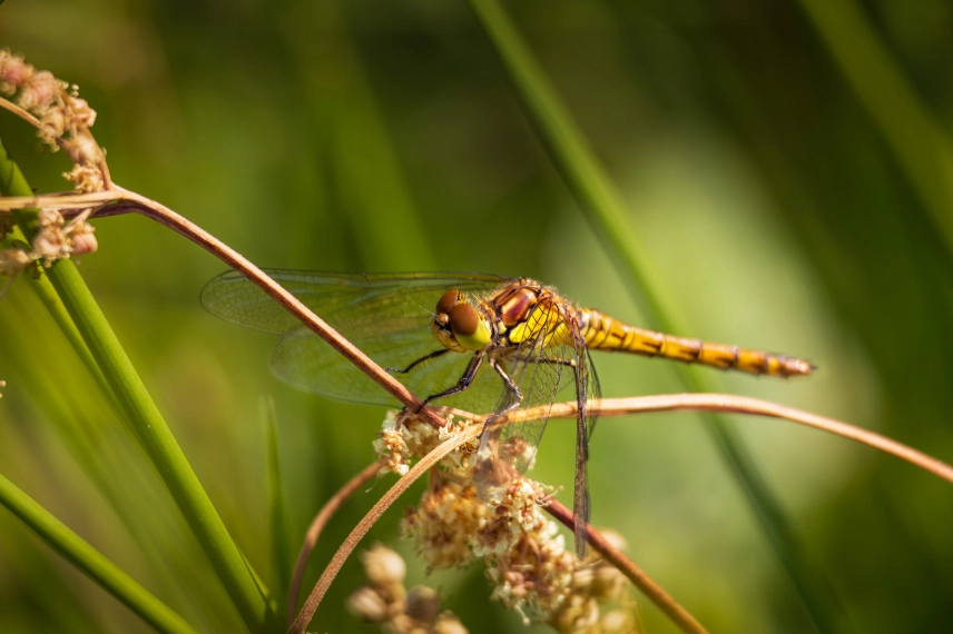Common Darter dragonfly Common Darter dragonfly