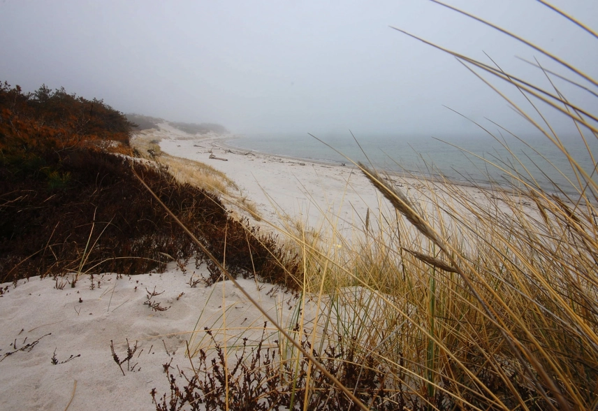Foggy beach Foggy beach