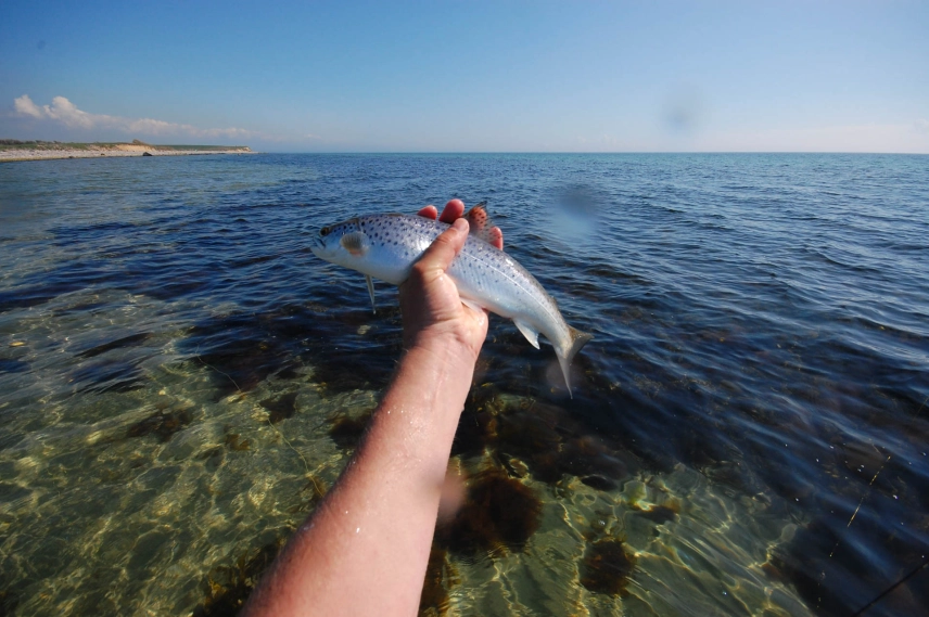 A small late spring fish A small late spring fish