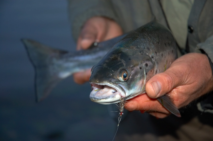 Summer seatrout Summer seatrout