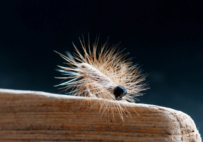 Caterpillar with a foam body Caterpillar with a foam body