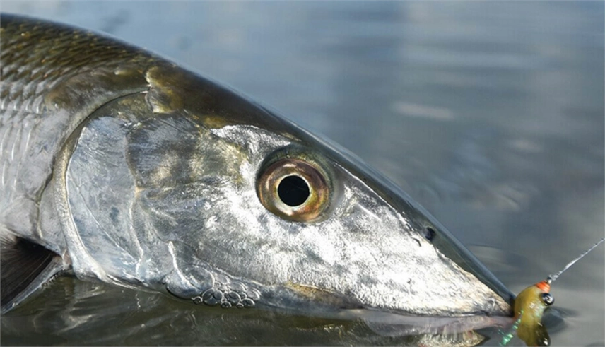 Bonefish closeup Bonefish closeup