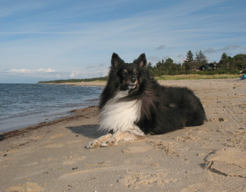 Divus, older Divus, older