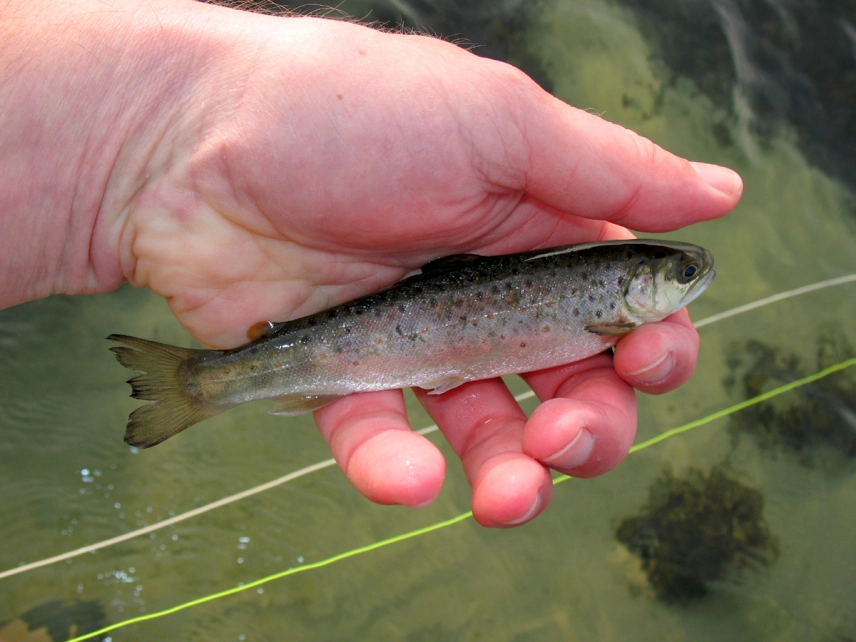 Small fish Small fish