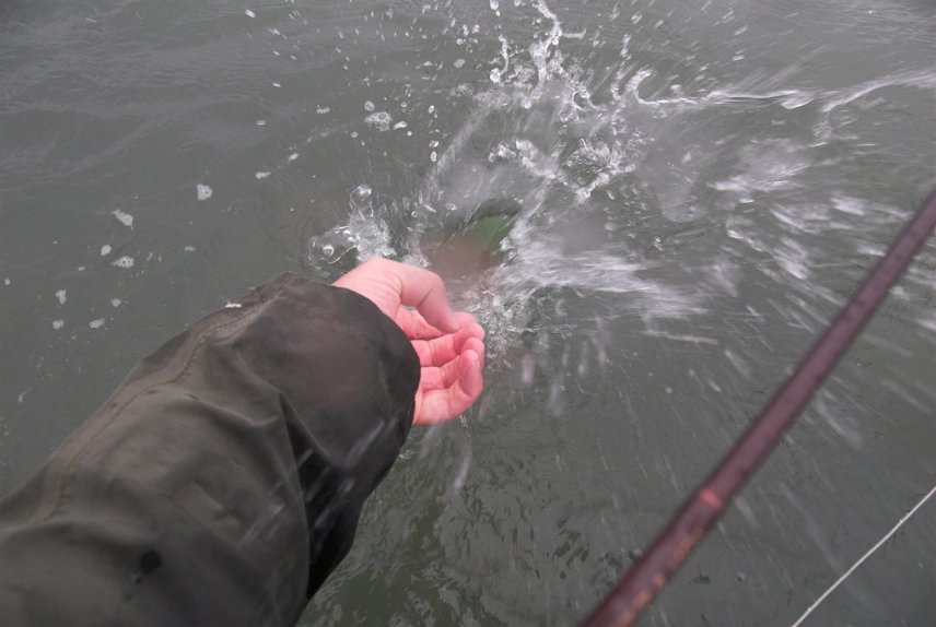 The release The release