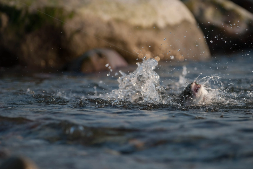 Splash in the shallow Splash in the shallow