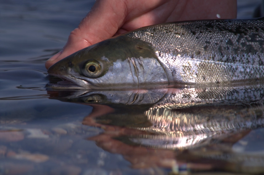 Mirror, mirror Mirror, mirror