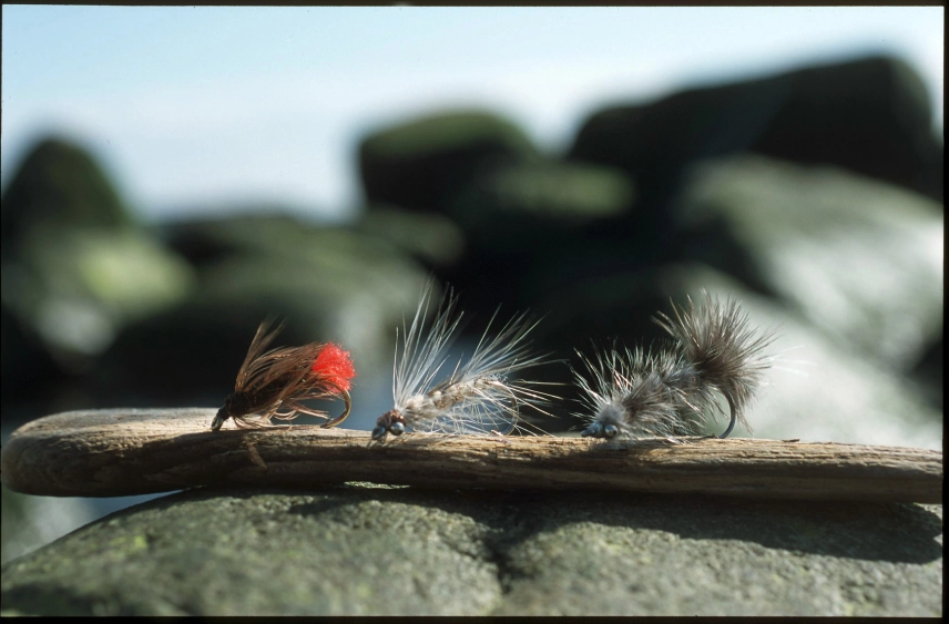 Three stable coastal flies Three stable coastal flies