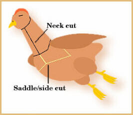 Breast