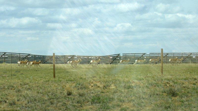 Pronghorn - A picture through the truck window going 80 mph! In Wyoming, you'll see more pronghorn than rabbits and people combined!